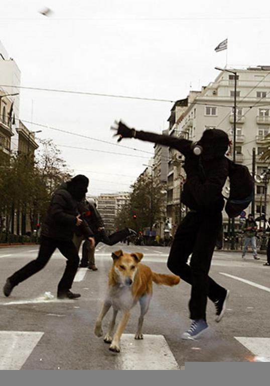 Photo d'un croisement de rue. Plusieurs personnes cagoulés et vêtu de noir, courent et lancent des projectiles. Il y a un peu de fumée. Au milieu de la scène court un chien bâtard fauve et blanc.